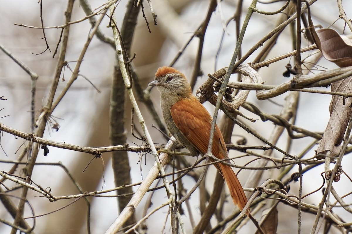 Rusty-backed Spinetail - Holger Teichmann