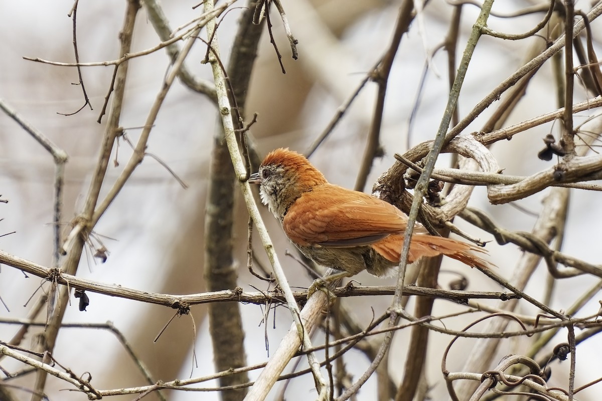 Rusty-backed Spinetail - ML615490503