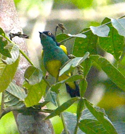 Black-faced Dacnis (Yellow-tufted) - ML615490721