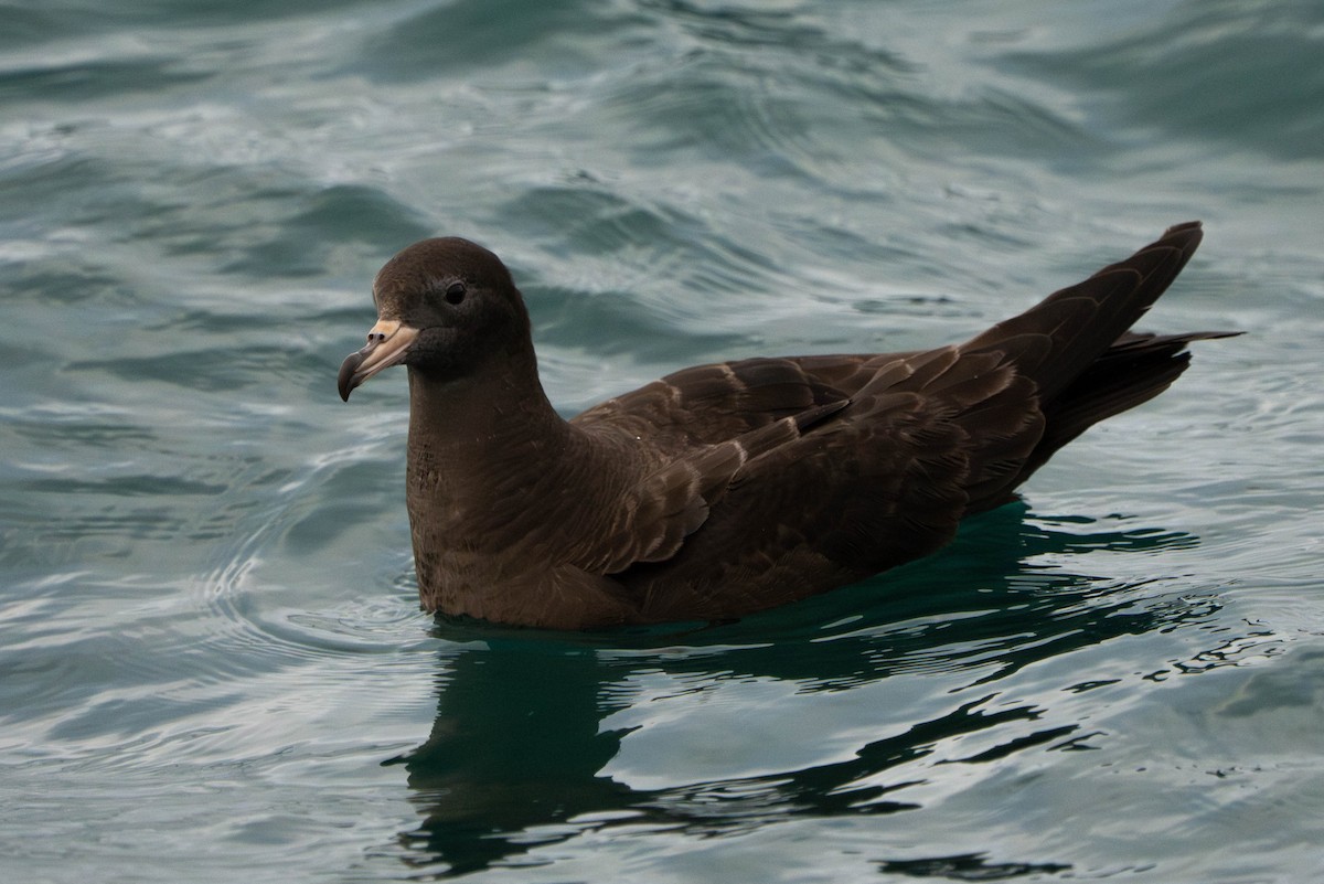 Flesh-footed Shearwater - ML615490762