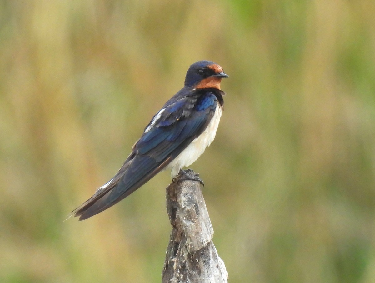 Barn Swallow - ML615490861