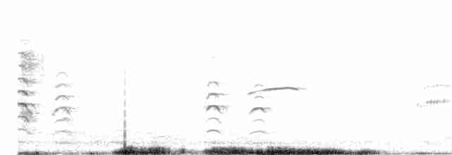 Weißgesicht-Stelzenläufer - ML615490984