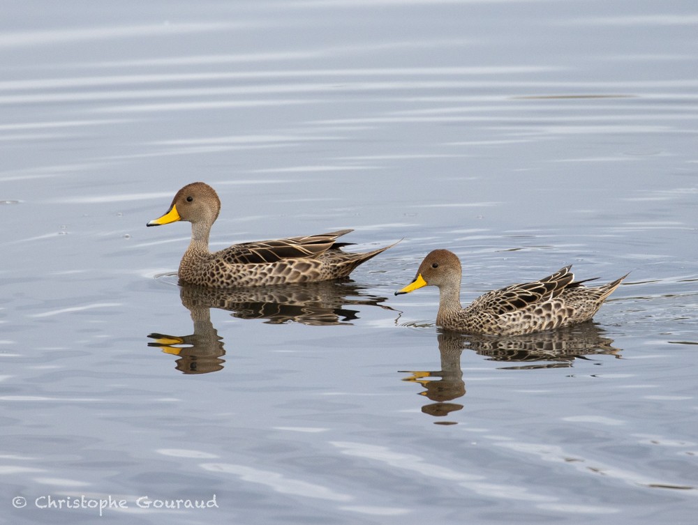Yellow-billed Pintail (South American) - ML615491234
