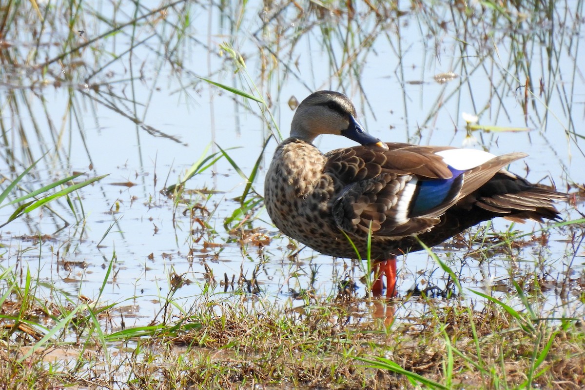 Indian Spot-billed Duck - ML615491405