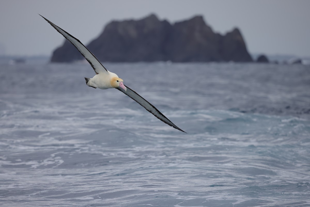 Short-tailed Albatross - Jeran Lin