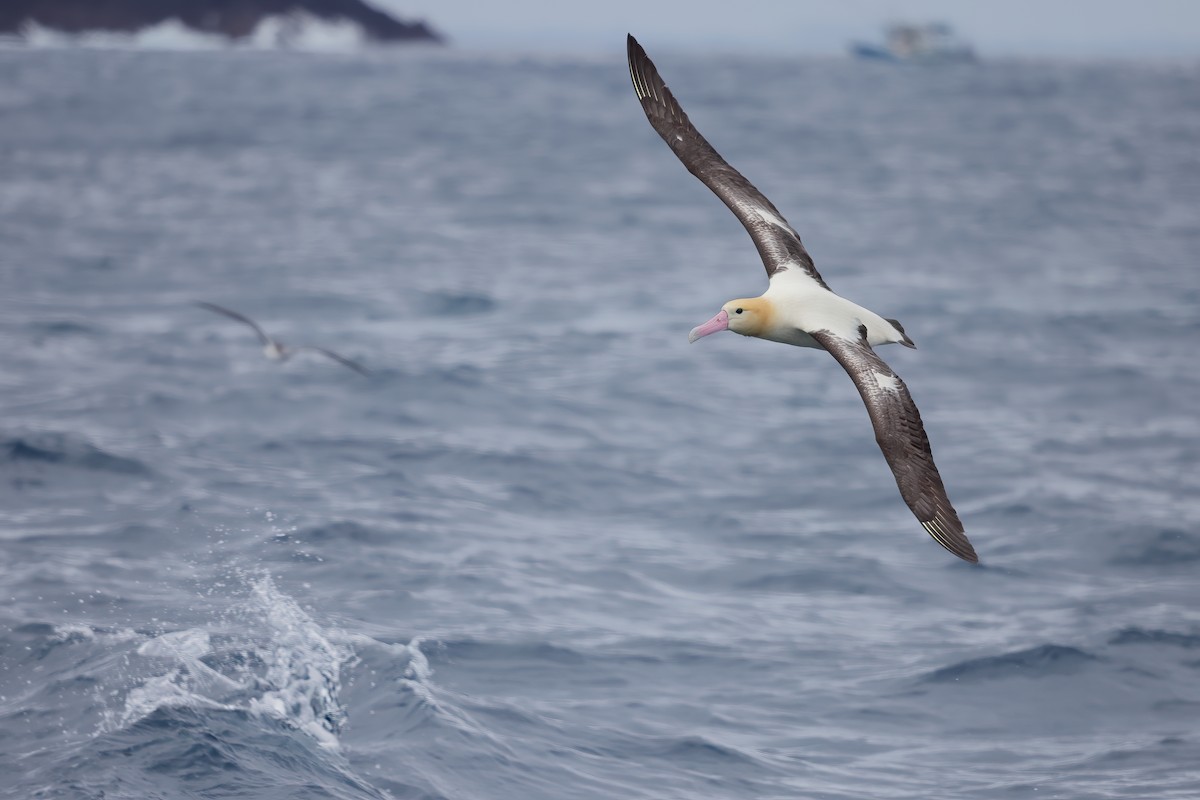 Short-tailed Albatross - ML615491521