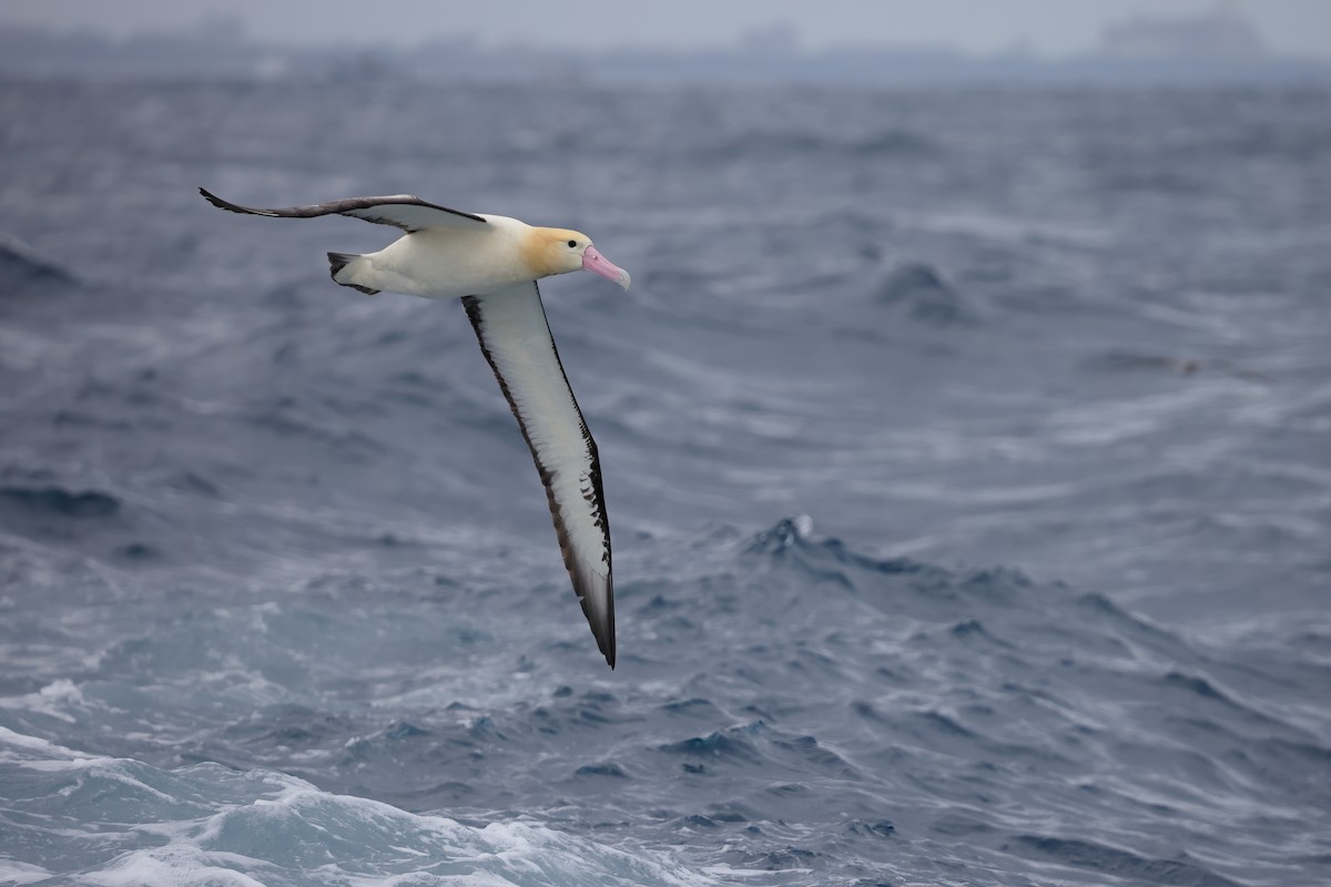 Short-tailed Albatross - ML615491523