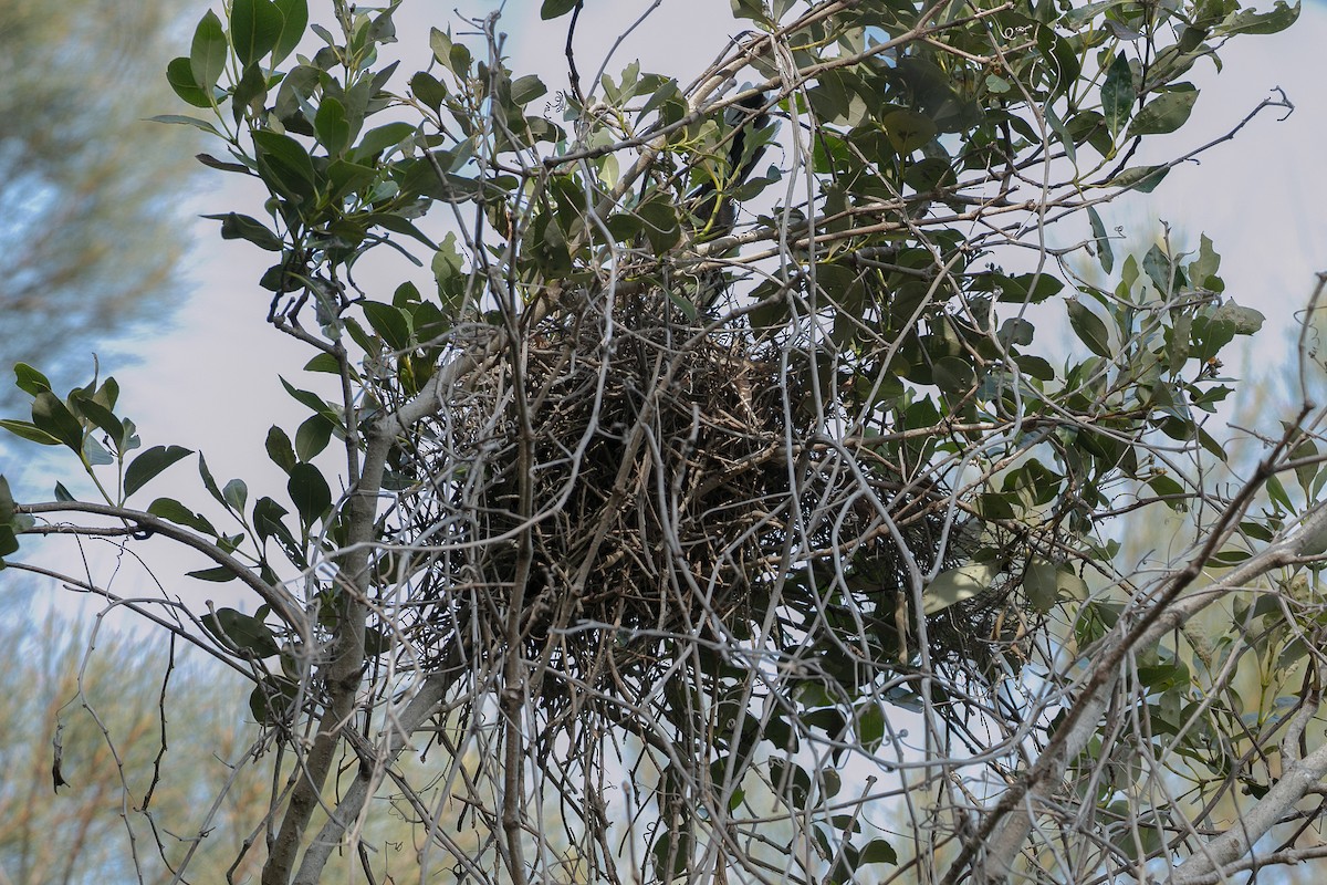 Gray-crowned Babbler - ML615491554