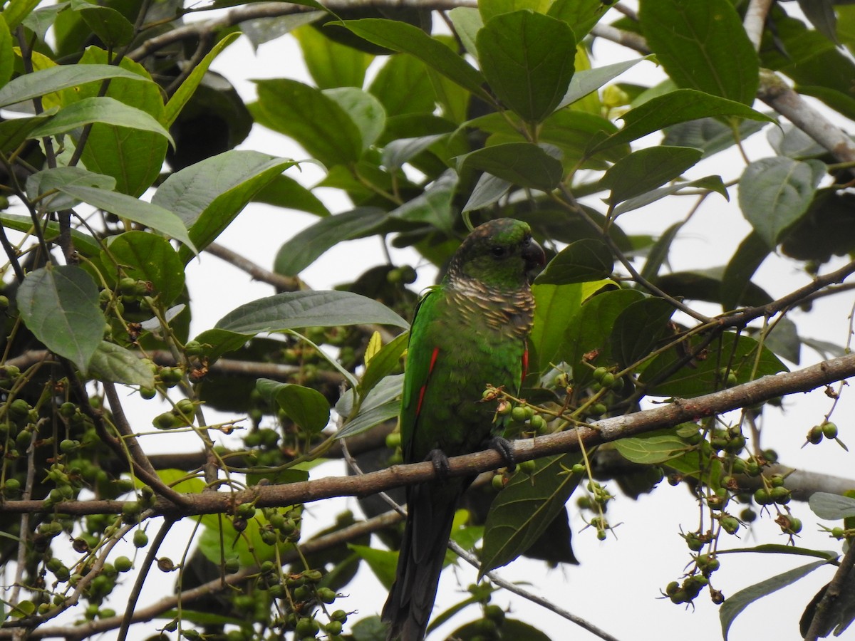 Maroon-tailed Parakeet - ML615491569
