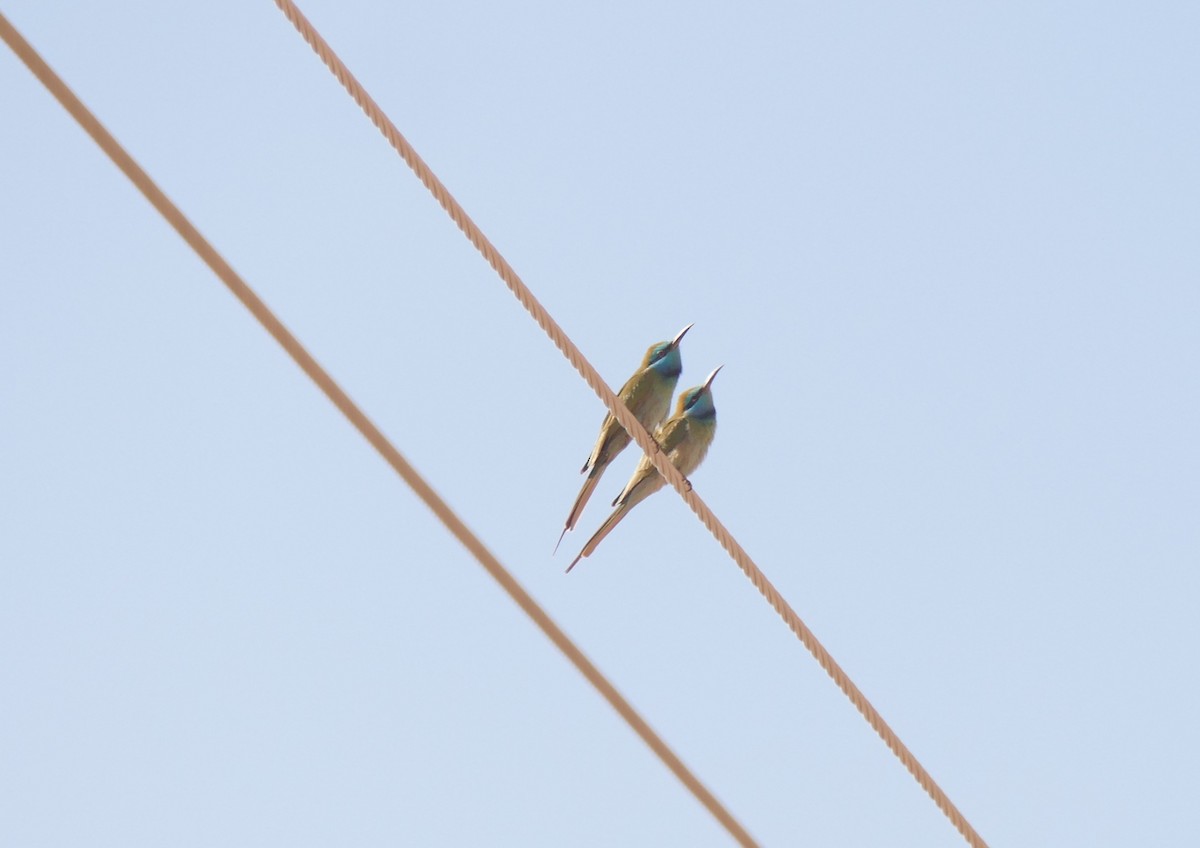 Arabian Green Bee-eater - ML615491602
