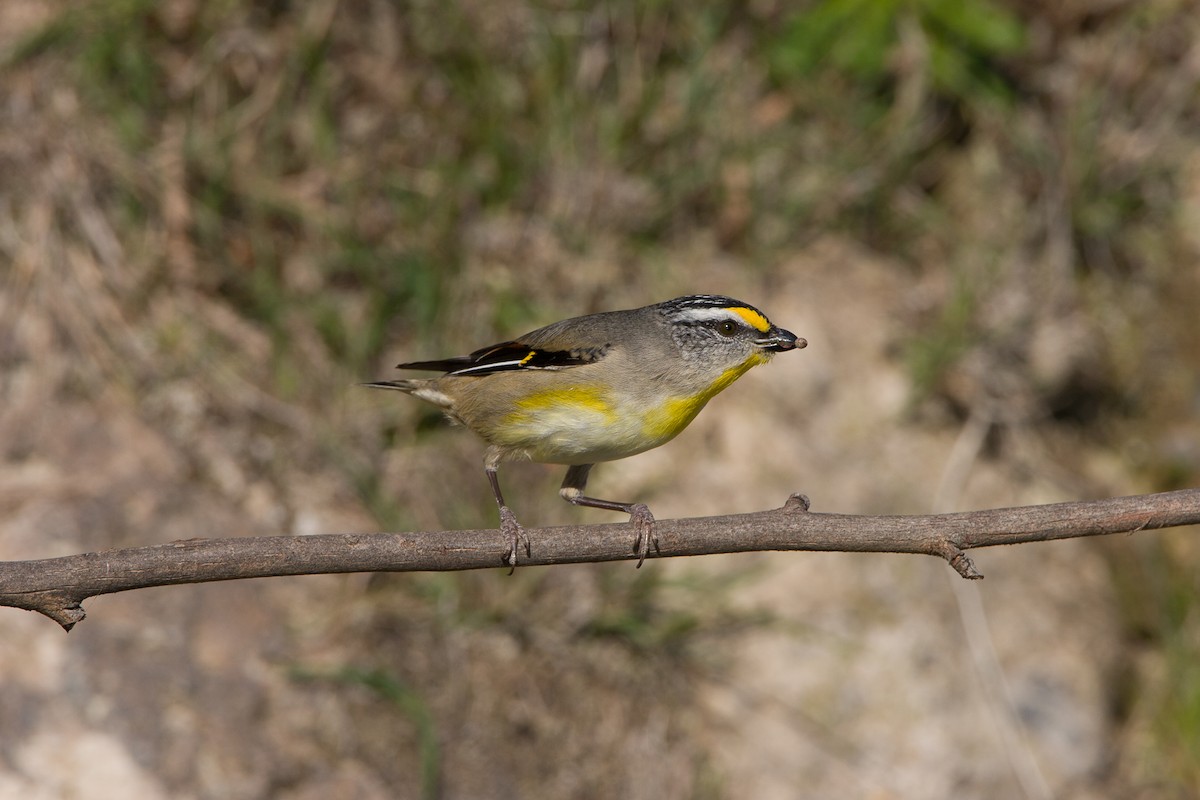 Striated Pardalote (Yellow-tipped) - michael todd