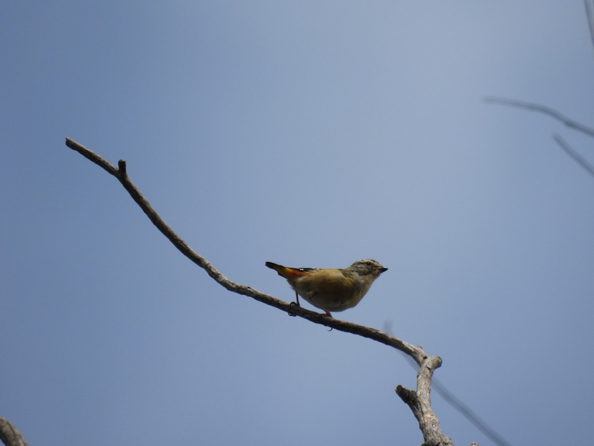 Spotted Pardalote - ML615491749