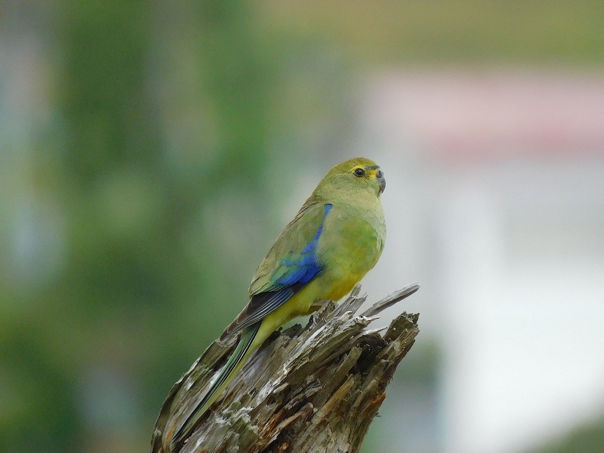 Blue-winged Parrot - George Vaughan