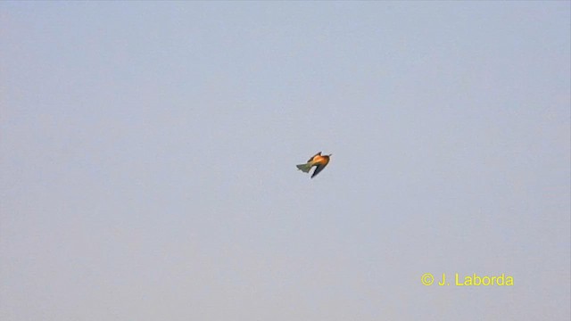 European Bee-eater - ML615492011