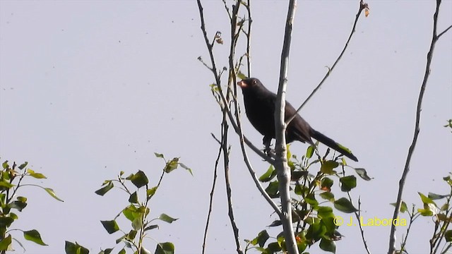 Eurasian Blackbird - ML615492028