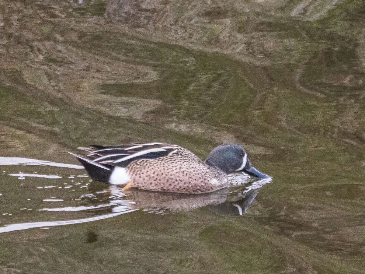 Blue-winged Teal - ML615492121