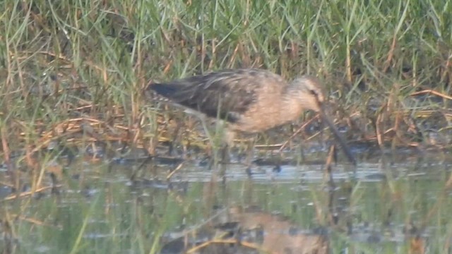 Asian Dowitcher - ML615492395