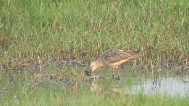 Asian Dowitcher - ML615492397