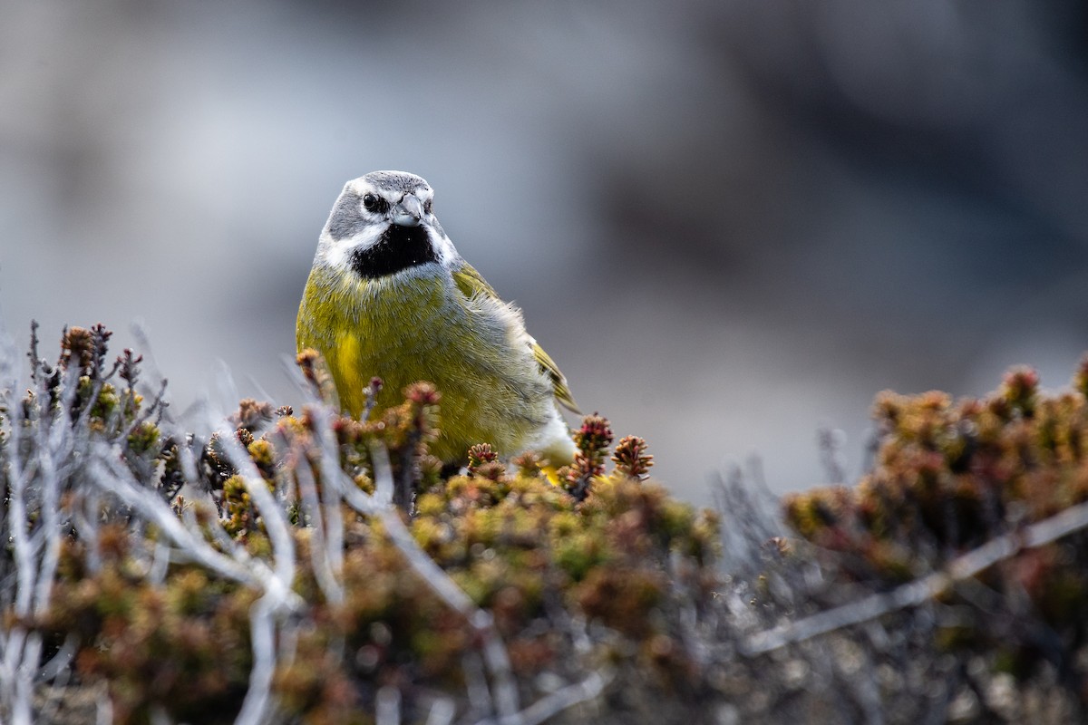 White-bridled Finch (Falkland) - ML615492472