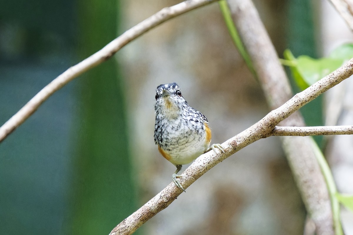 Peruvian Warbling-Antbird - ML615492475