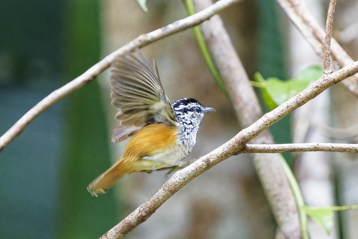 Peruvian Warbling-Antbird - ML615492476