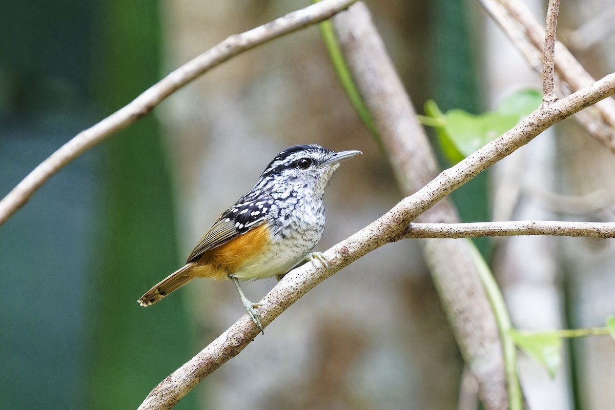 Peruvian Warbling-Antbird - ML615492477