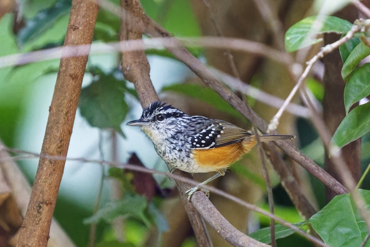 Peruvian Warbling-Antbird - ML615492482