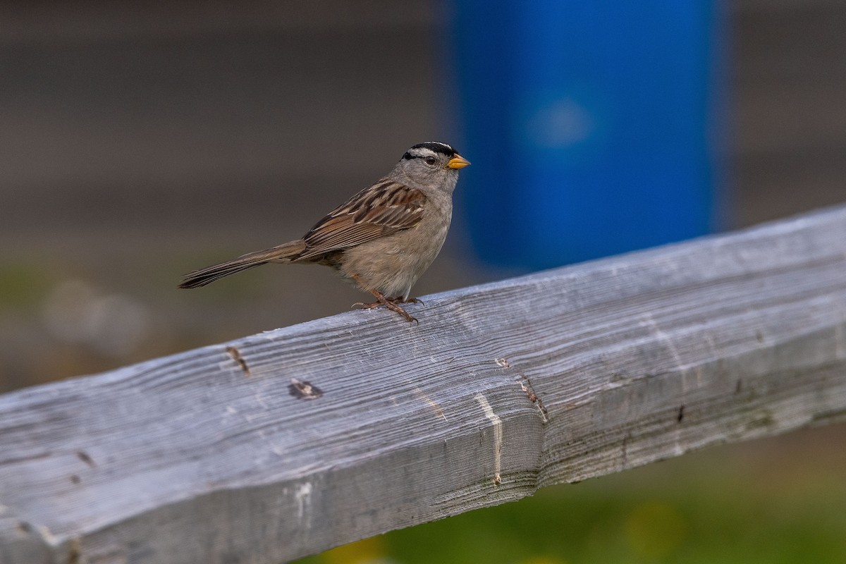 White-crowned Sparrow - ML615492764