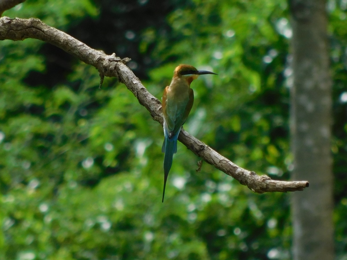 Blue-tailed Bee-eater - Holger Woyt