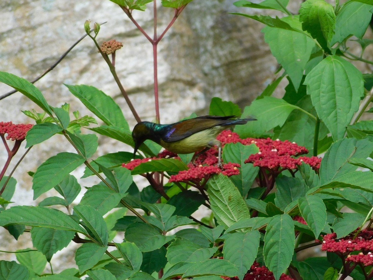 Brown-throated Sunbird - ML615492931
