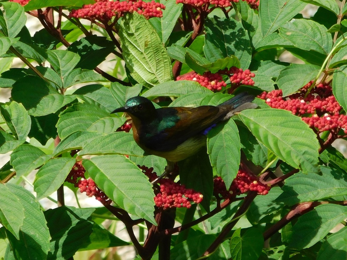 Brown-throated Sunbird - ML615492934