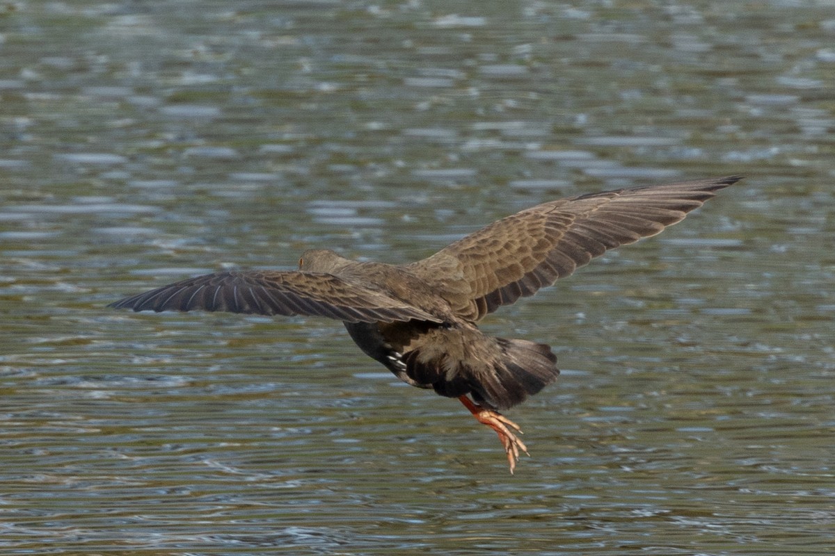 Black-tailed Nativehen - Adrian Boyle