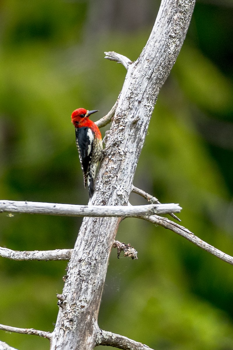 Red-breasted Sapsucker - ML615493236