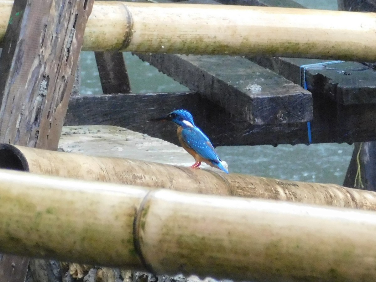 Blue-eared Kingfisher - ML615493373