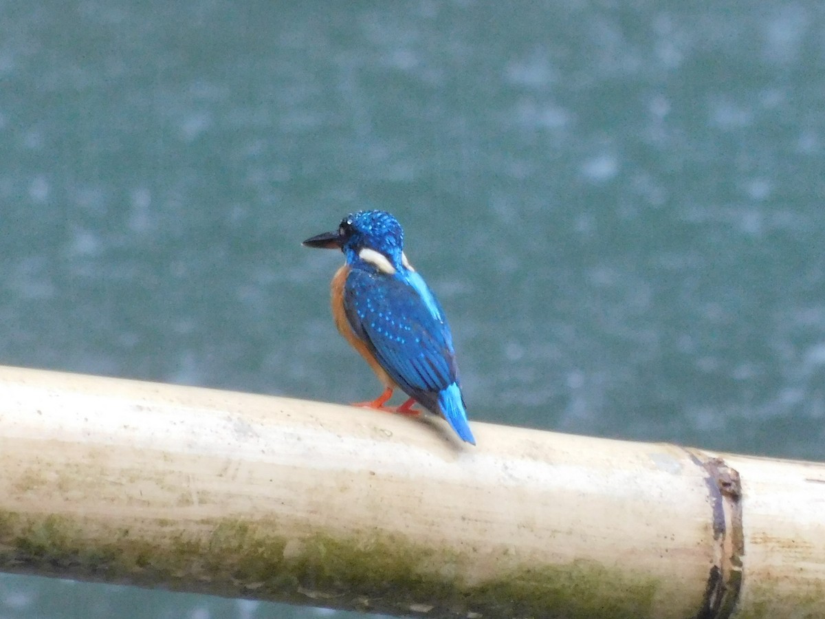 Blue-eared Kingfisher - ML615493381