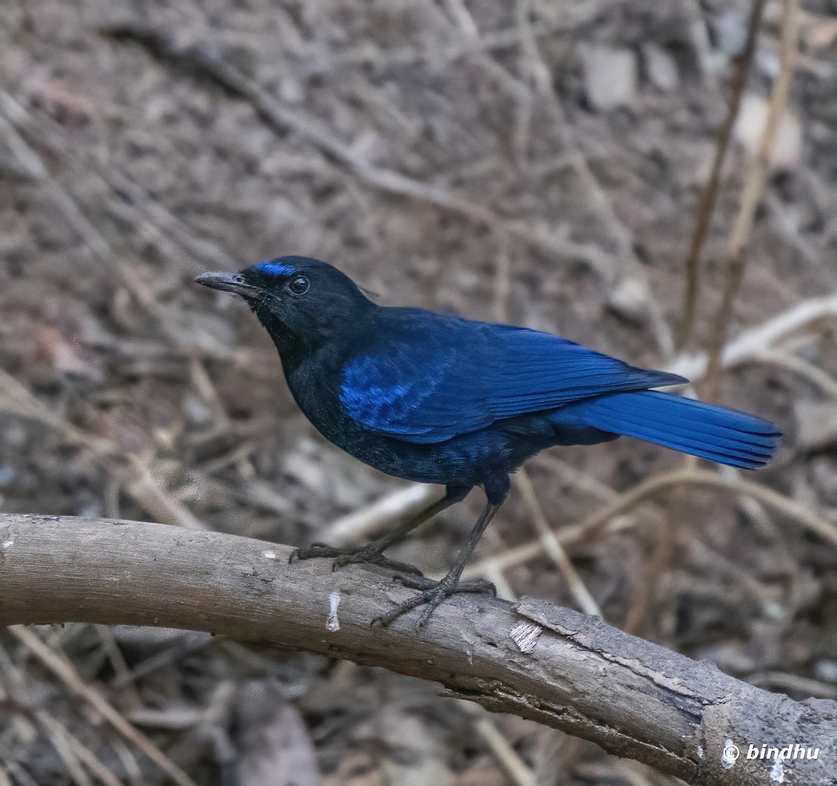 Малабарская синяя птица - ML615493422