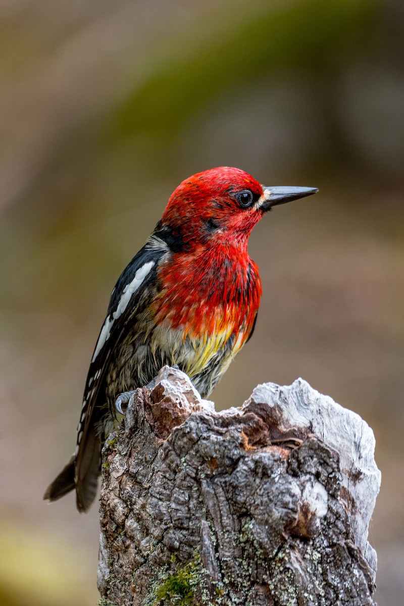 Red-breasted Sapsucker - ML615493470