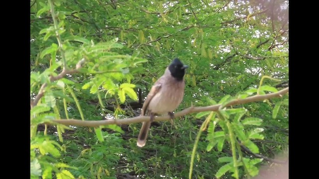 Red-vented Bulbul - ML615493491