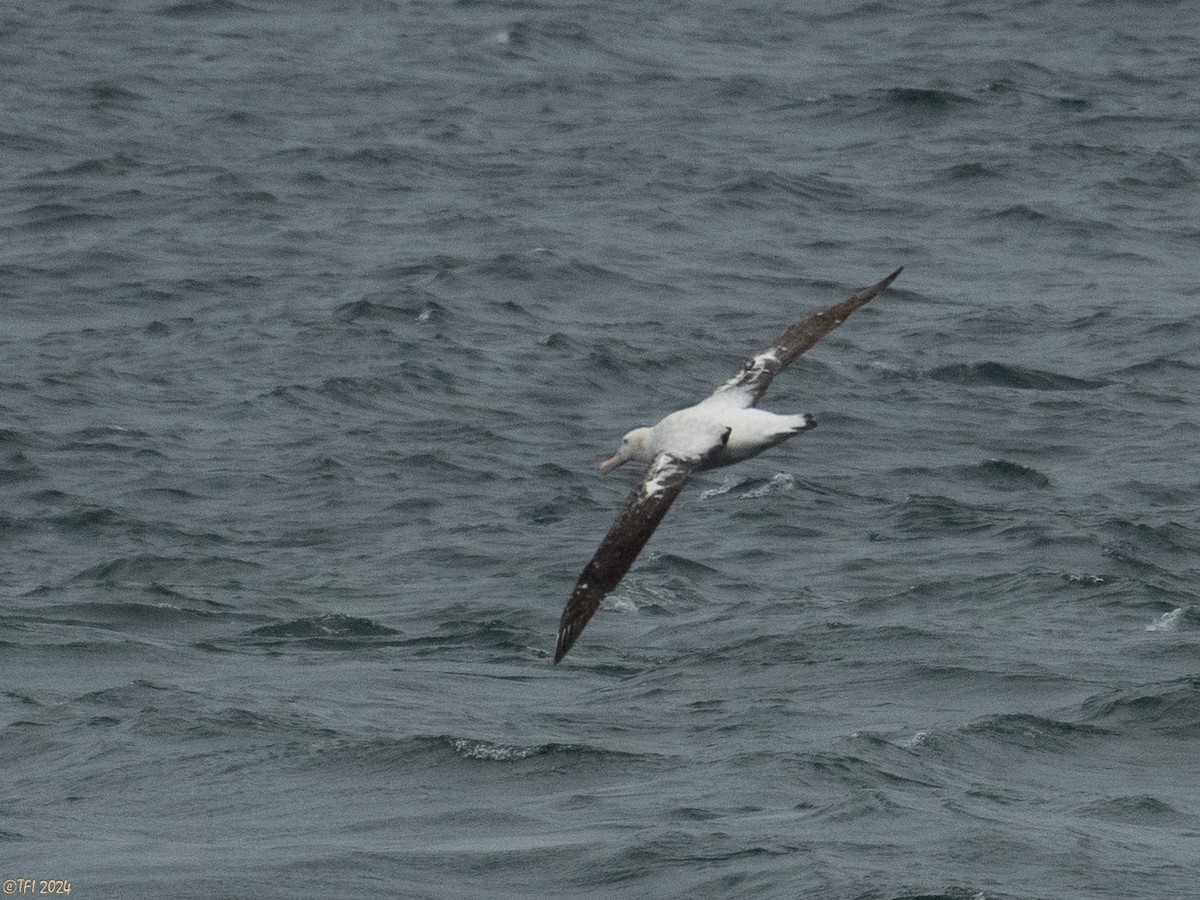 Snowy Albatross - ML615493496