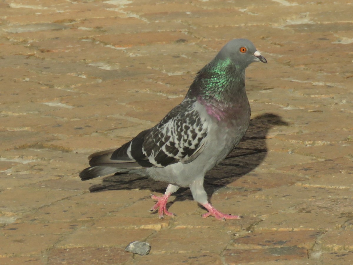 Rock Pigeon (Feral Pigeon) - ML615493615