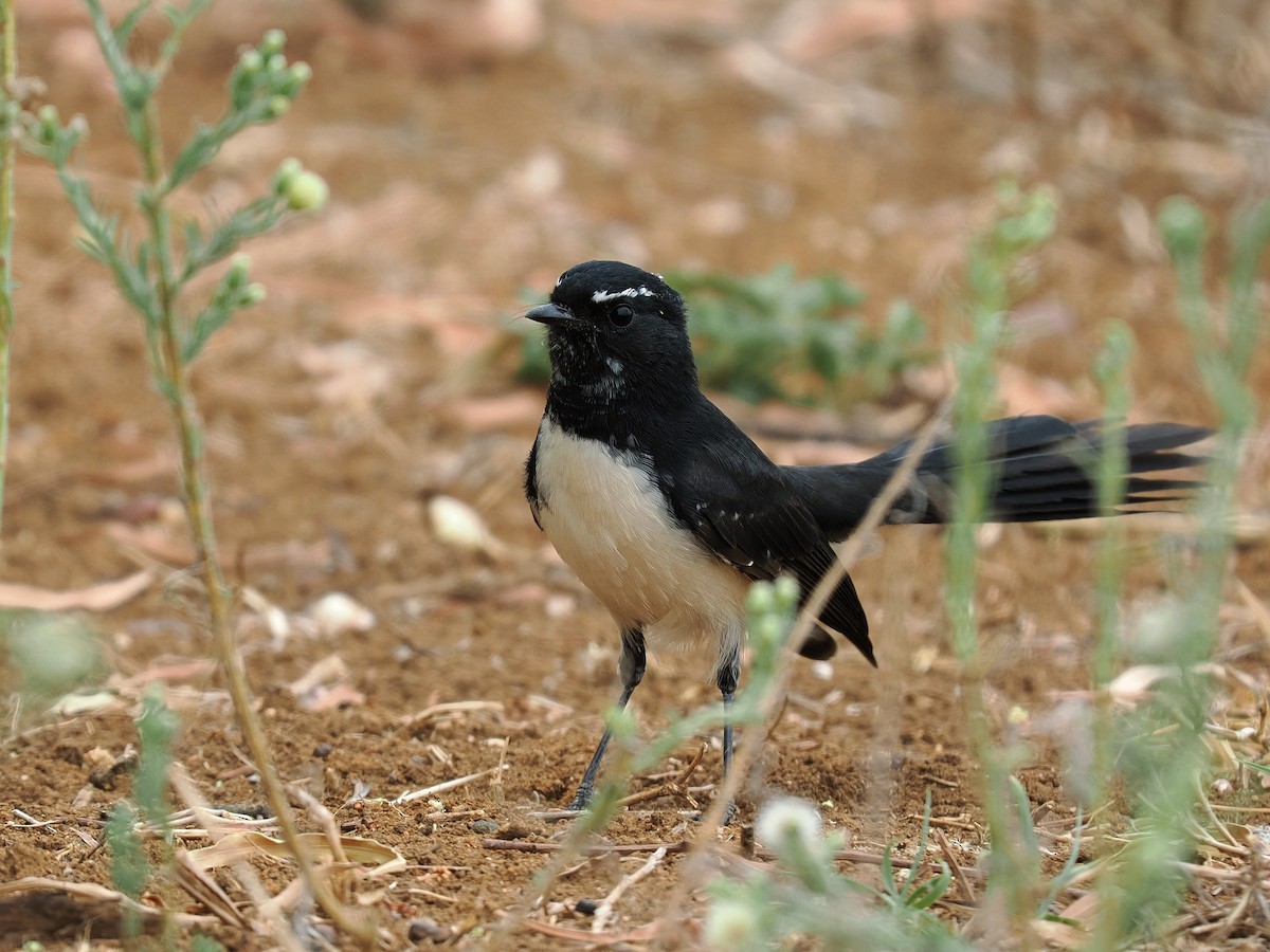Willie-wagtail - ML615493643