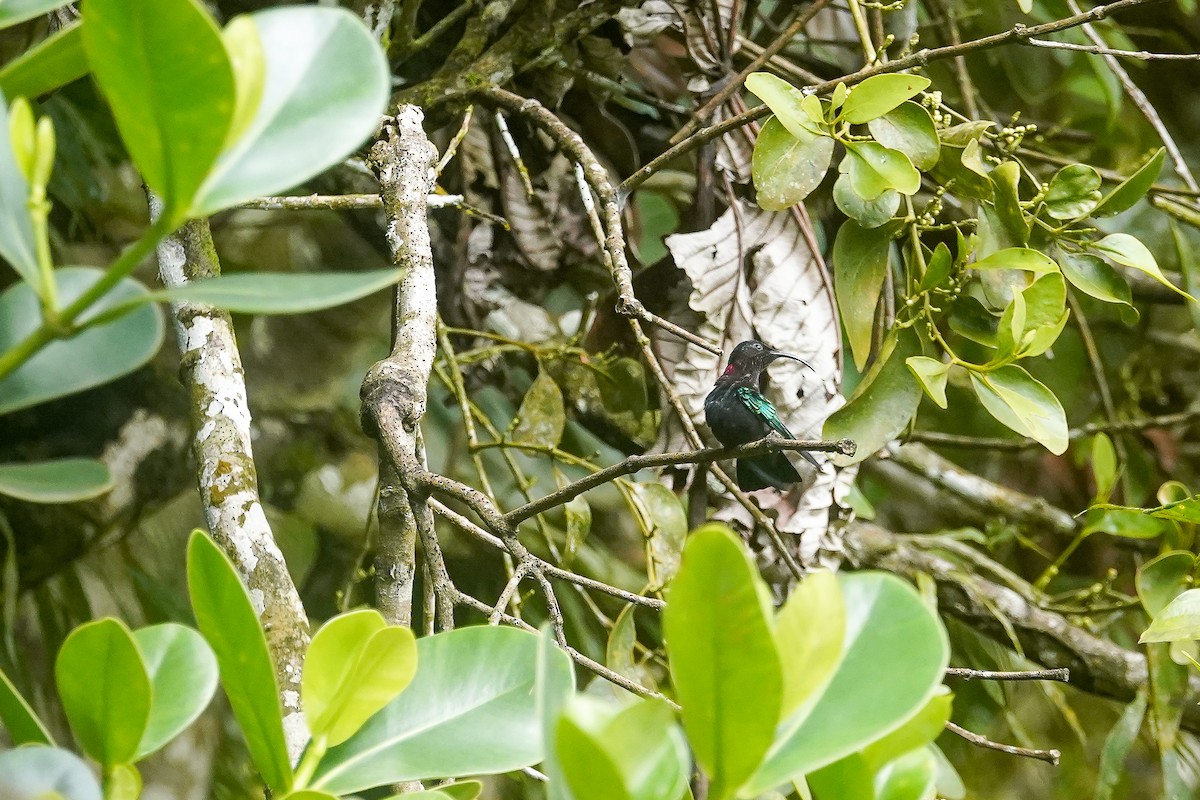kolibřík nachovohrdlý - ML615493728