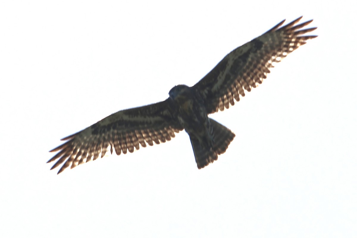 Madagascar Cuckoo-Hawk - ML615493740