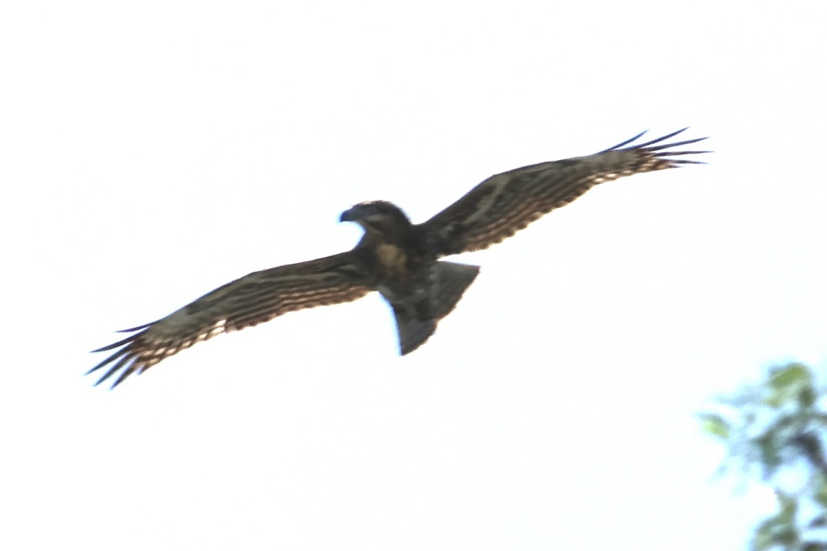Madagascar Cuckoo-Hawk - ML615493741