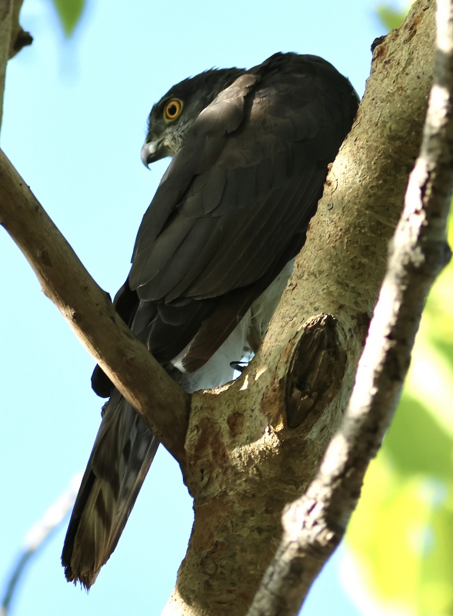 Madagascar Sparrowhawk - ML615493752