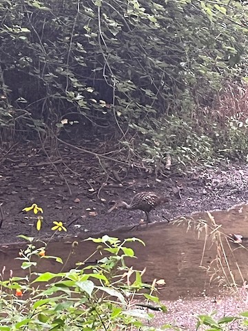 Jackson Park Bird Outing - Welcome To Hendersonville, NC