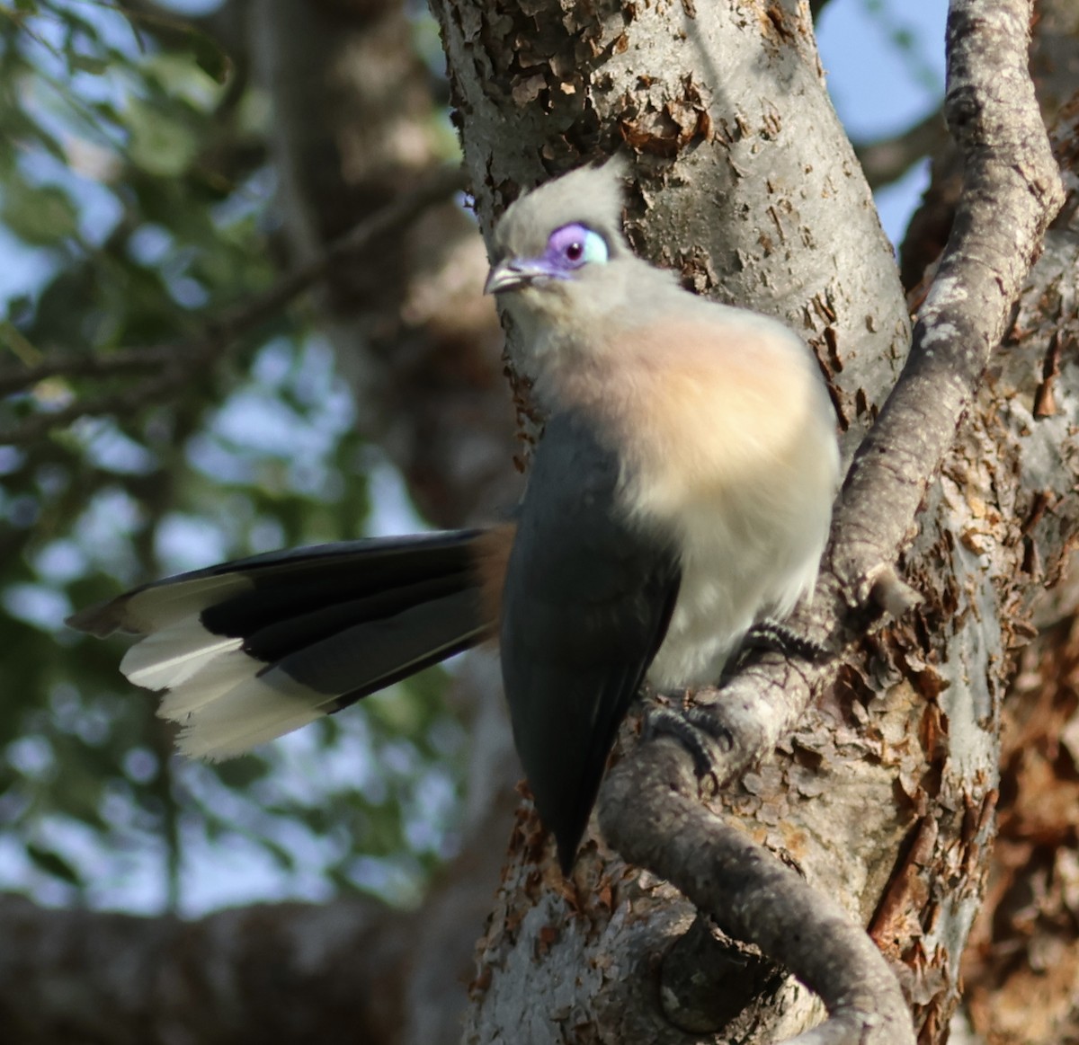Crested Coua - ML615494126