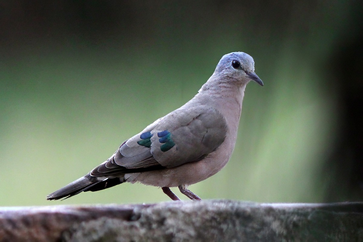 Emerald-spotted Wood-Dove - ML615494154