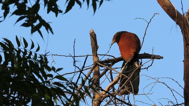 Greater Coucal - ML615494158