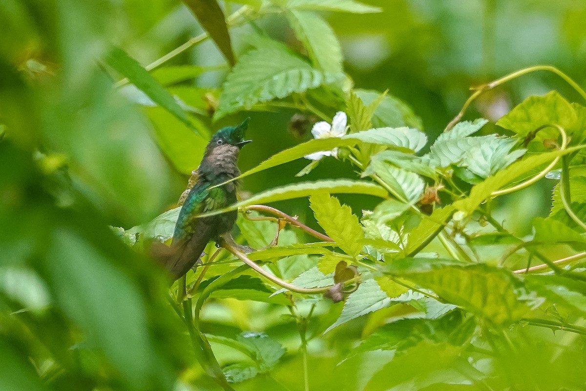 Antillean Crested Hummingbird - ML615494186
